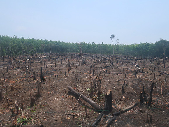 IMG_3111-dead-forest