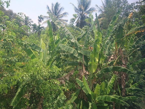 IMG_3146-jungle-view