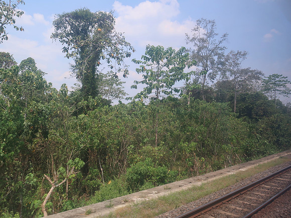 IMG_3180-jungle-view
