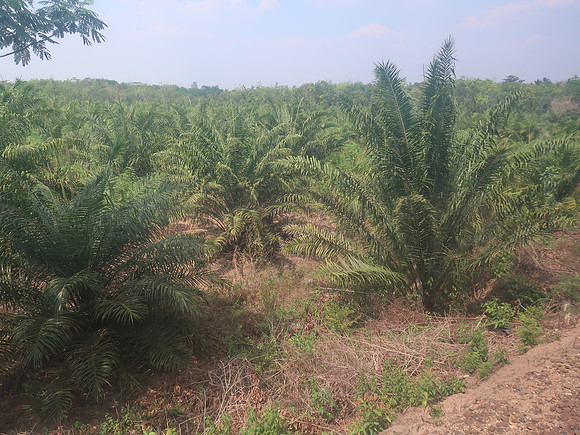 IMG_3194-new-palm-plantation