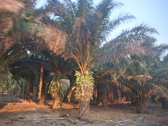 IMG_3224-palm-plantation