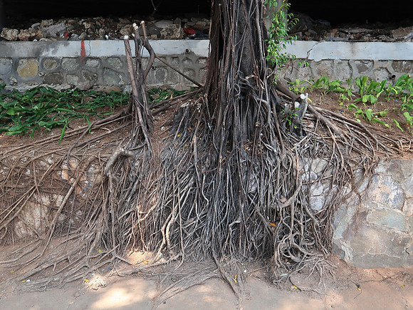 IMG_3565-tree-roots