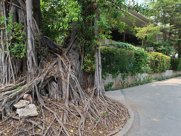IMG_3603-gnarly-tree