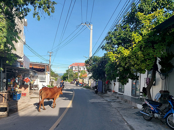 20220824_071229-street-cow