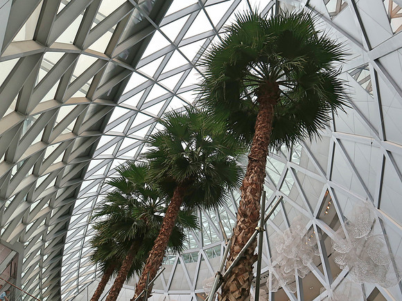 IMG_4071-indoor-trees
