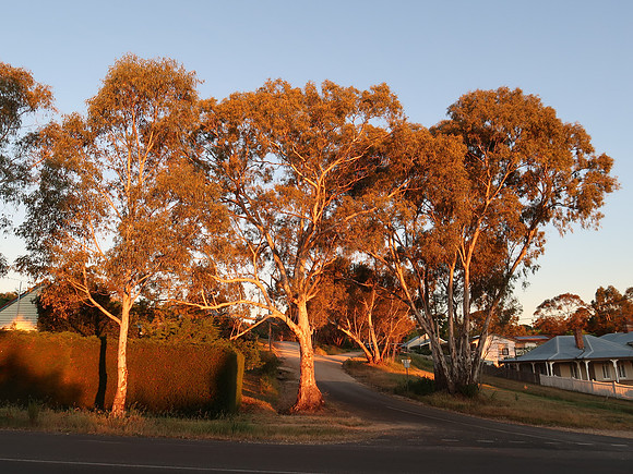IMG_4325-sunset-trees