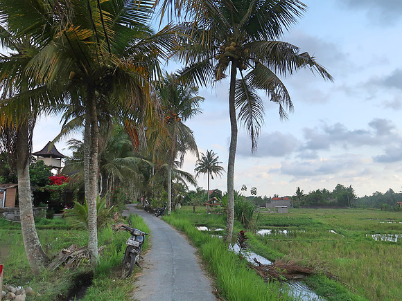 IMG_4447-rice-field-walk