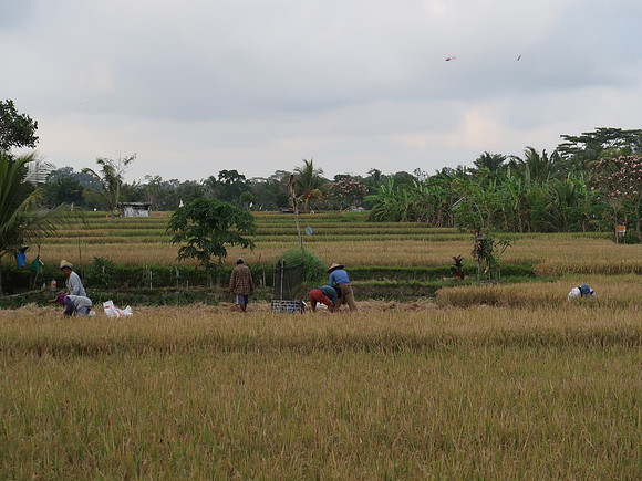 IMG_4450-rice-farmers