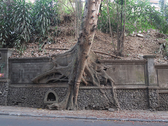 IMG_4456-tree-roots