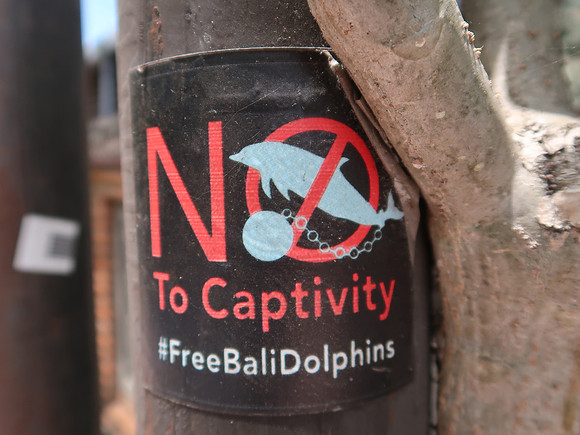 IMG_4484-free-bali-dolphins