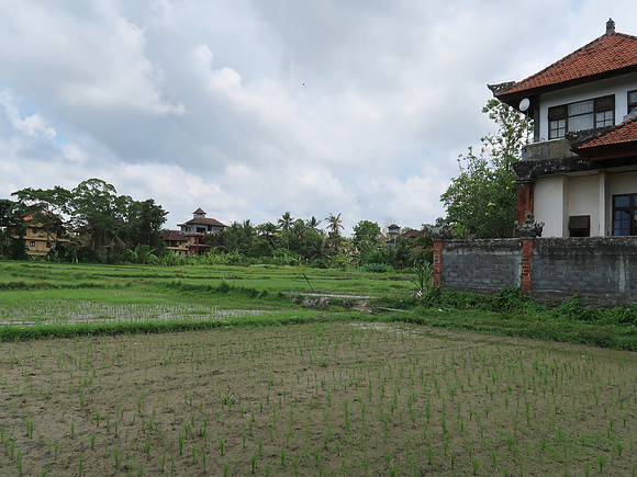 IMG_4488-shrinking-ricefields