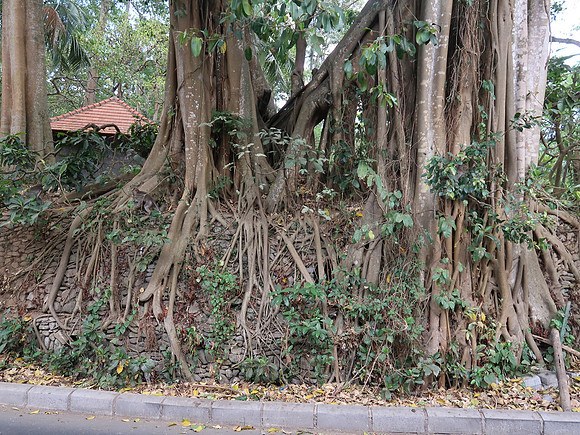 IMG_4501-monkey-forest-roots