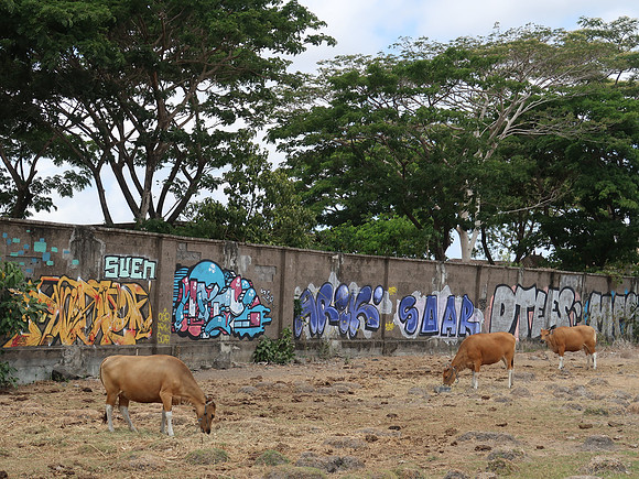 IMG_4629-cows