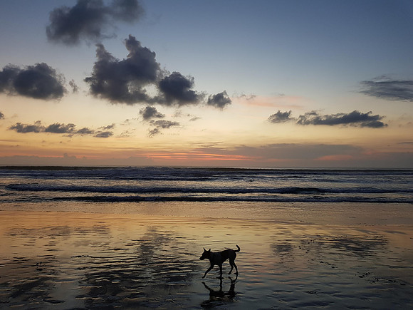 20191101_182452-beach-dog