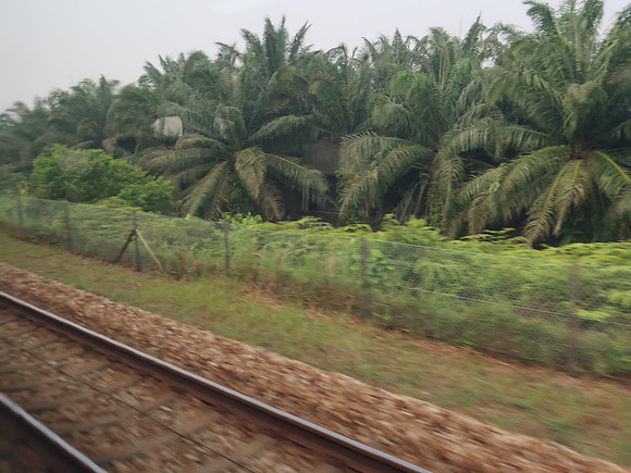 IMG_2504-palm-oil-view
