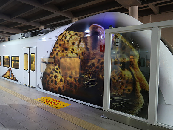 IMG_2620-cheetah-train