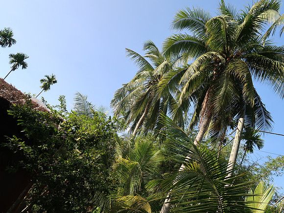 IMG_5032-farmstay-coconuts