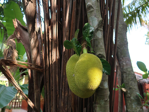IMG_5034-jackfruit
