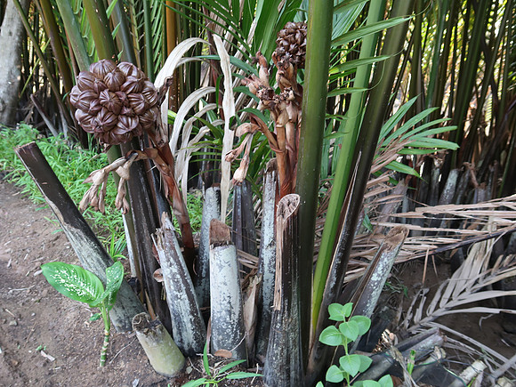 IMG_5035-water-coconut