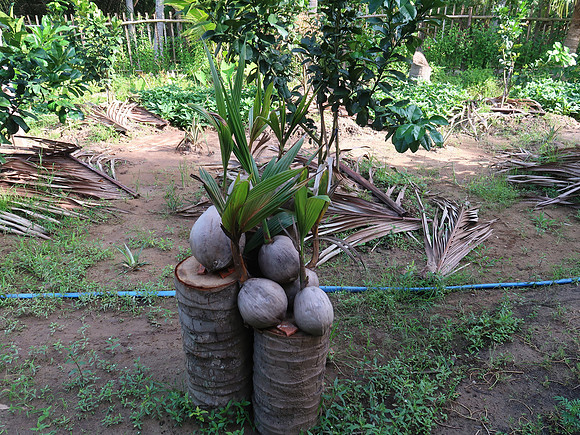 IMG_5048-growing-coconuts
