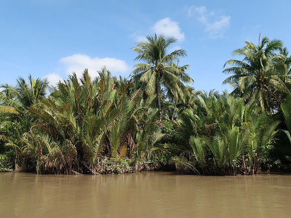 IMG_5083-ben-tre-trees