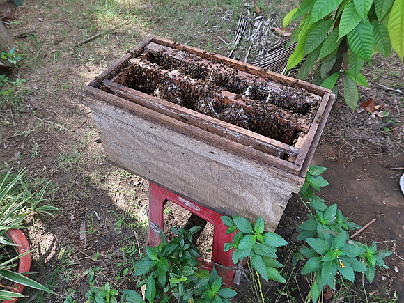 IMG_5090-bees