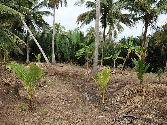 IMG_5093-new-coconut-trees