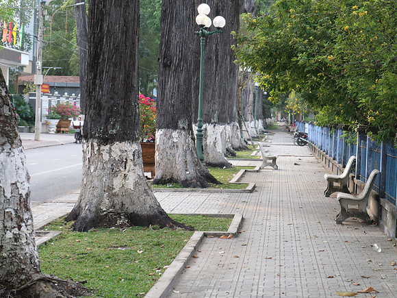 IMG_5154-big-trees