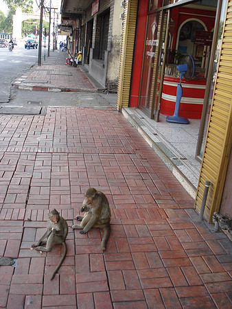 Street monkeys, Lopburi - Thailand.