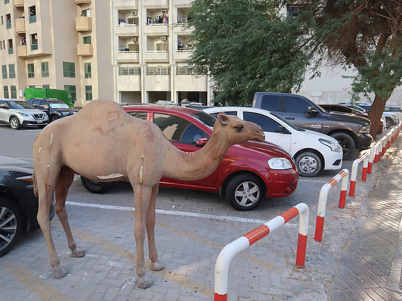 IMG_4681-camel-parking