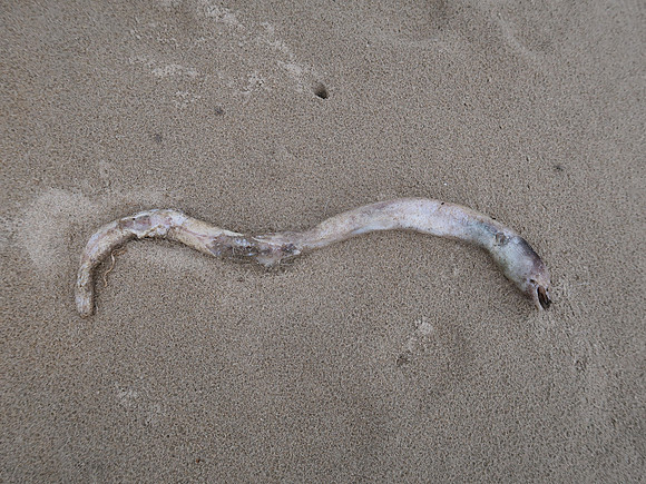 IMG_5633-sea-snake
