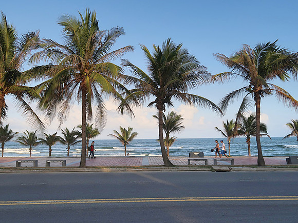 IMG_5834-coconut-trees