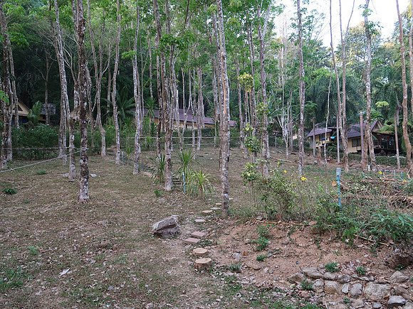 IMG_6454-rubber-trees
