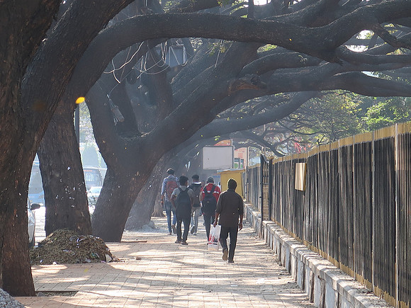 IMG_7459-trees-in-haze