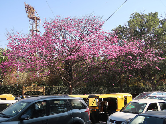 IMG_7471-pink-tree