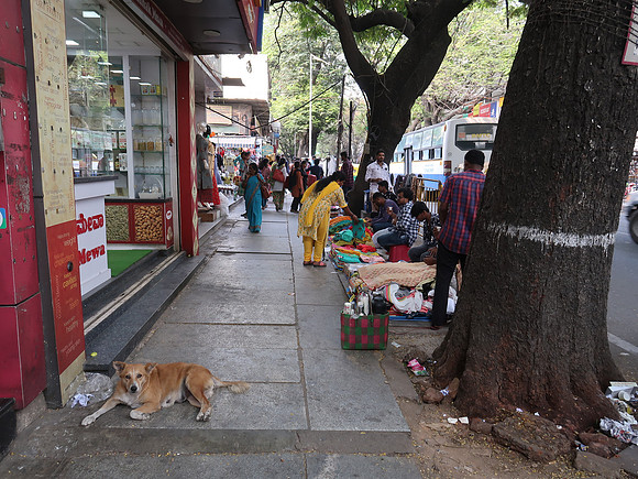 IMG_7537-street-dog
