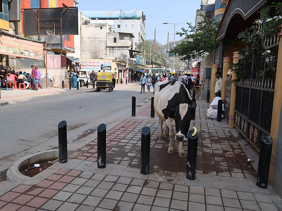 IMG_7592-street-cow