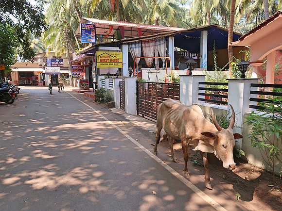IMG_7757-street-cow