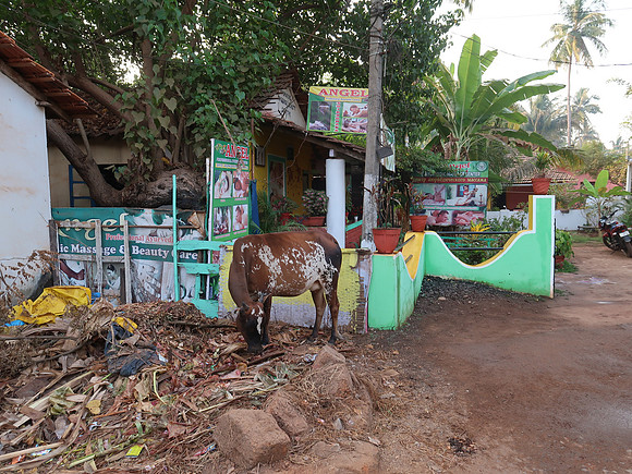 IMG_7693-garbage-cow