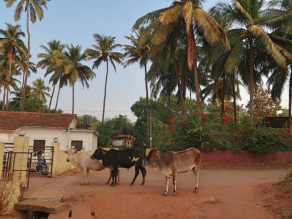 IMG_7697-cows-at-st-anthonys