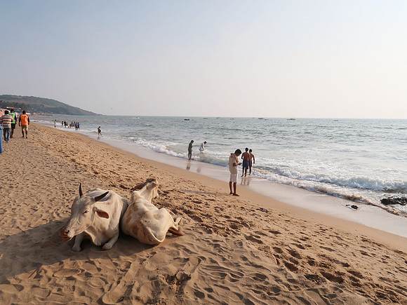 IMG_7779-beach-cows