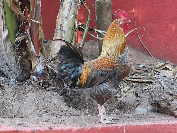 IMG_7891-paradise-rooster