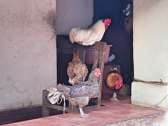 IMG_7895-paradise-chickens