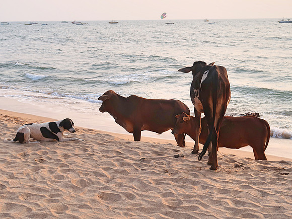 IMG_7897-beach-dog-and-cows
