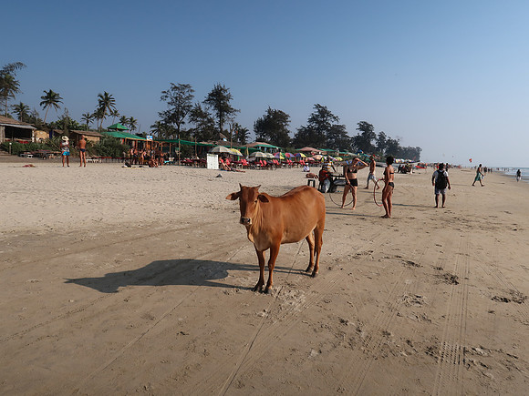 IMG_8052-beach-cow