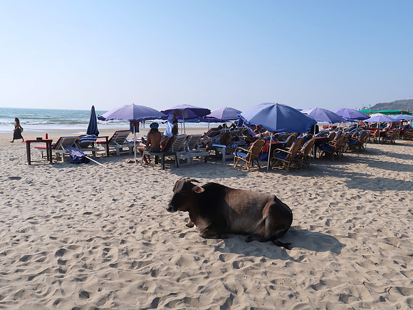 IMG_8053-beach-cow