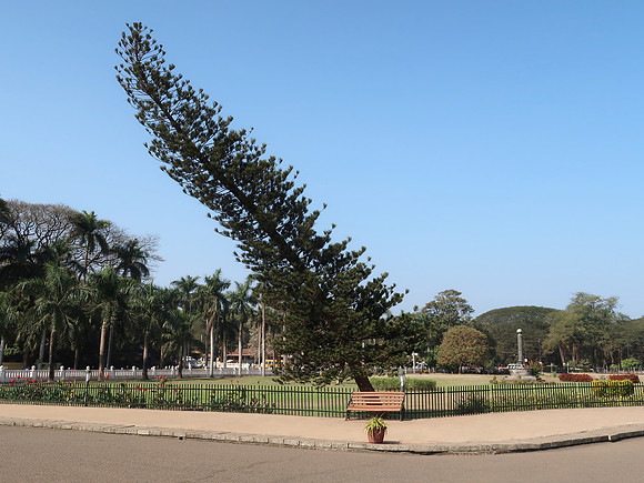 IMG_8298-bent-tree