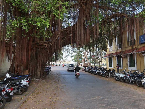IMG_8152-hairy-tree