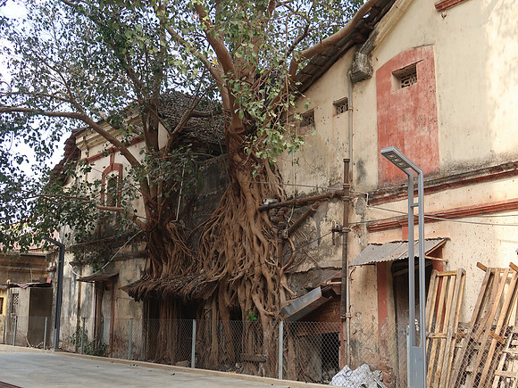IMG_8333-overgrown-trees