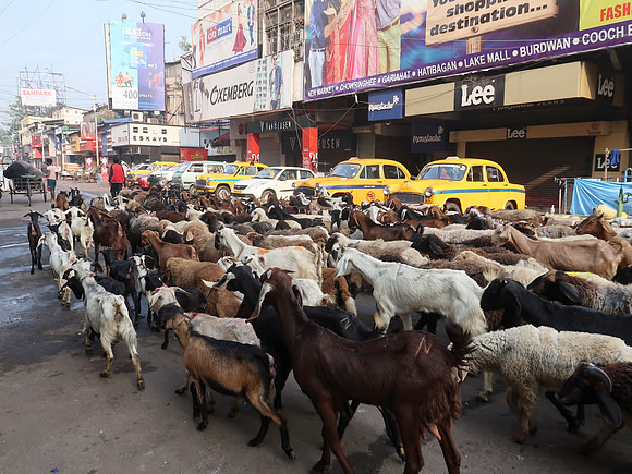 IMG_8492-market-goats